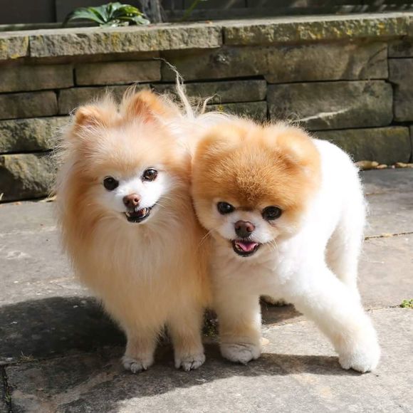 Meet your Posher, Lila - Picture 1 of 1